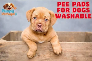Pee pads for dogs washable