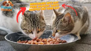 homemade wet cat food recipes